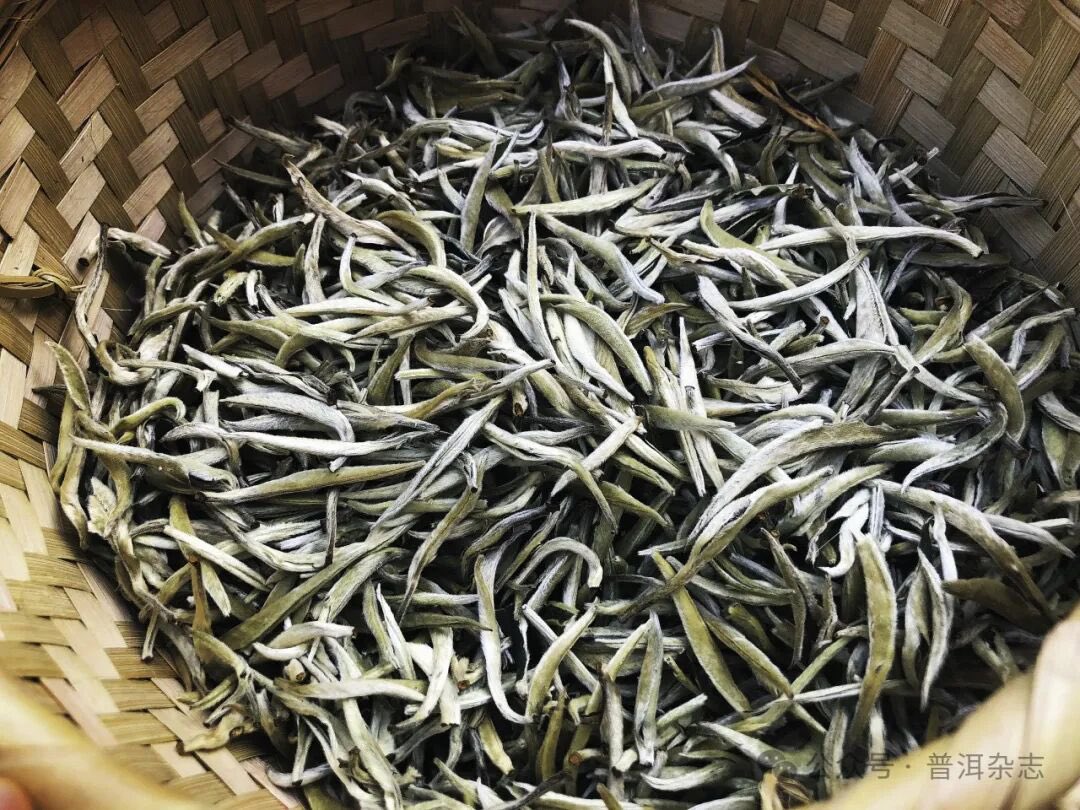 AmazingPuer's tweet image. Taste Pu’er—Jinggu White Tea 🍃✨

A true standout among white teas: rich in aroma &amp;amp; flavor 🌸
Honey notes blend with a hint of rose, smooth and lingering—even after many brews ☕💫

#PuerTea #WhiteTea #TeaLovers #YunnanTea #TeaTime