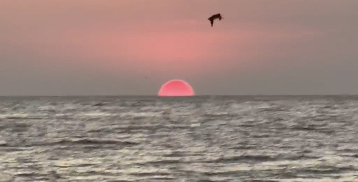 ilovelasperrasoficial tweet media