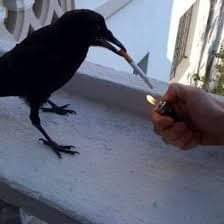 Ivan Perez tweet media