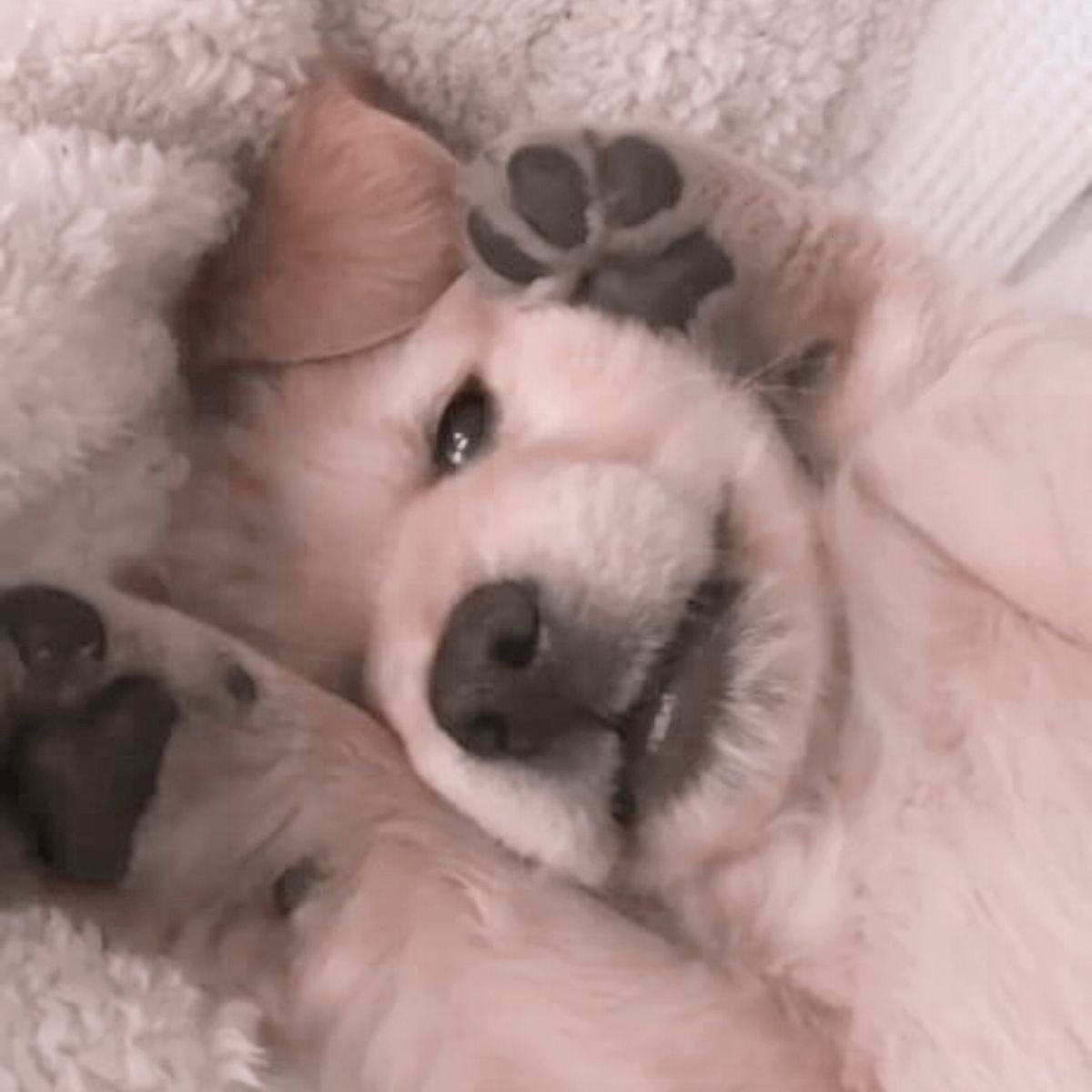 cordilea 🐾 tweet media