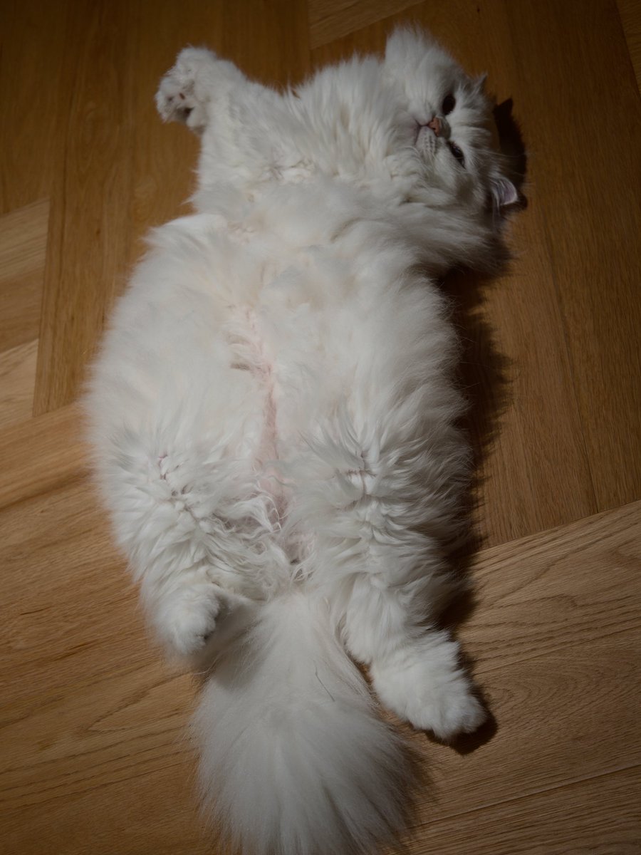 fivecolorza's tweet photo. cute miao https://t.co/5pru6BhYYY