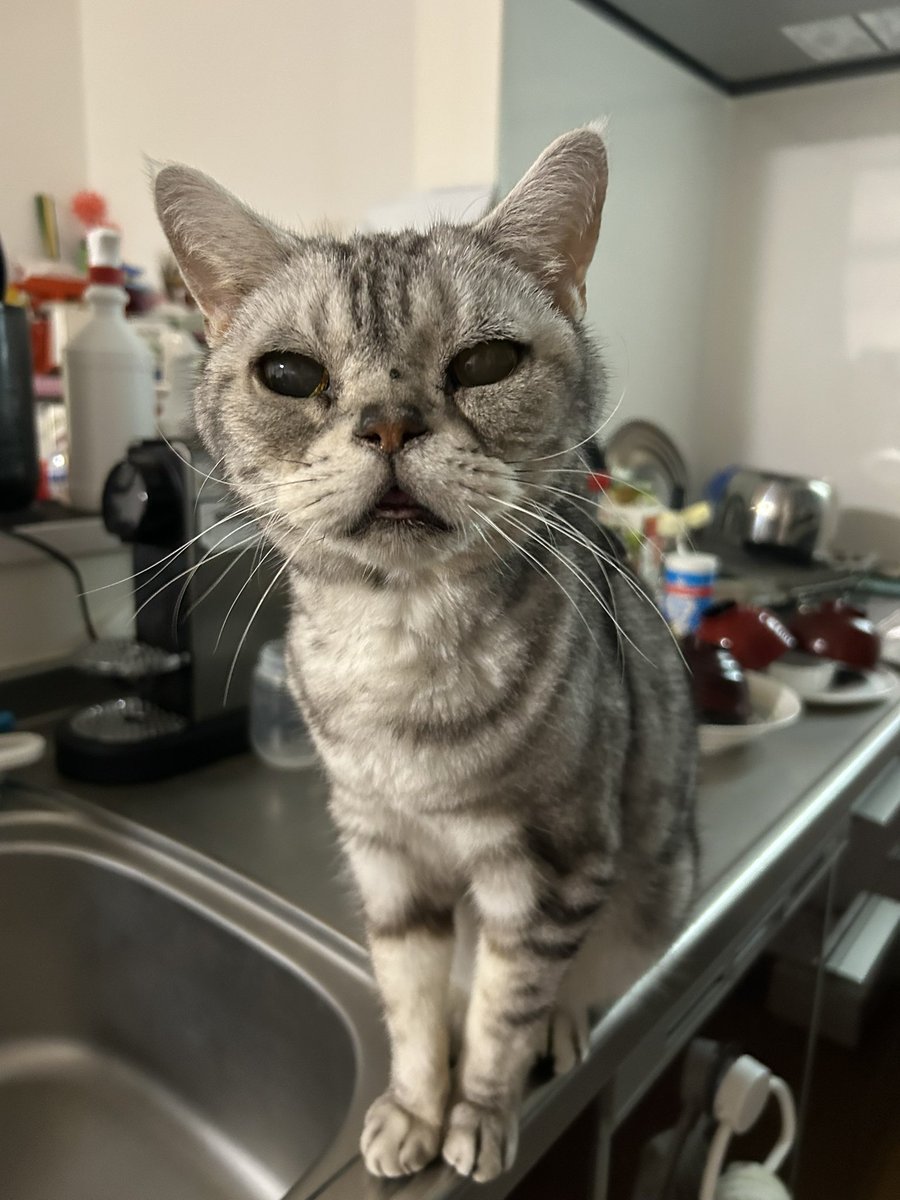 これおん tweet media