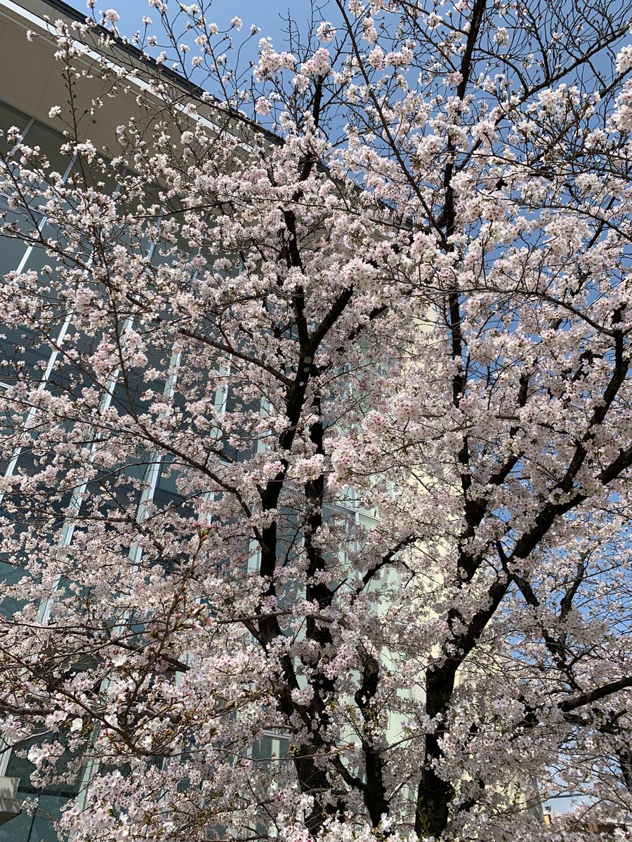 京都先端科学大学（KUAS） tweet media