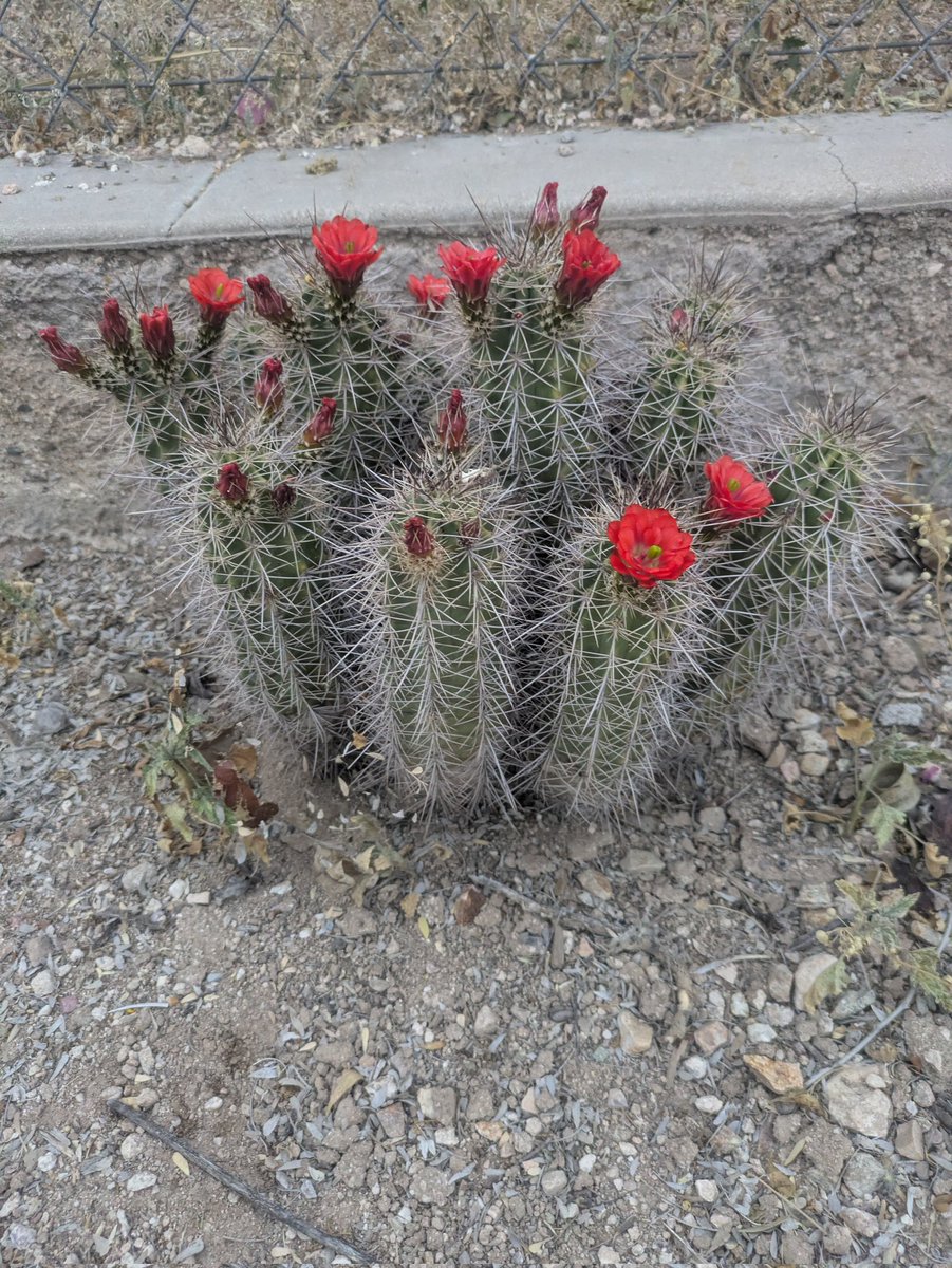 Braxtón tweet media