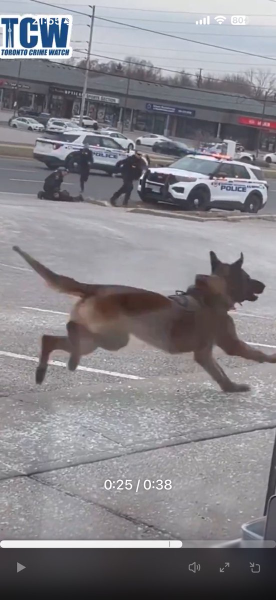 Tommy Pelletier tweet media