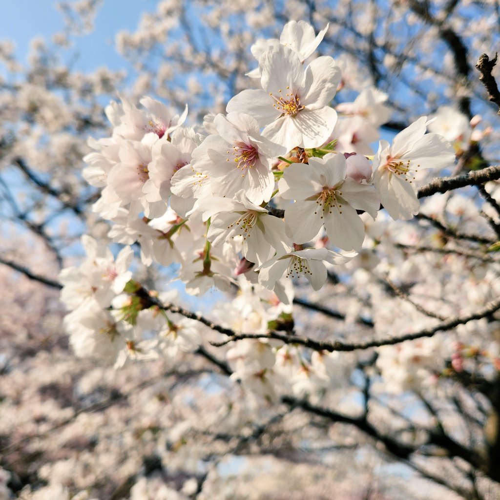 ななつん tweet media