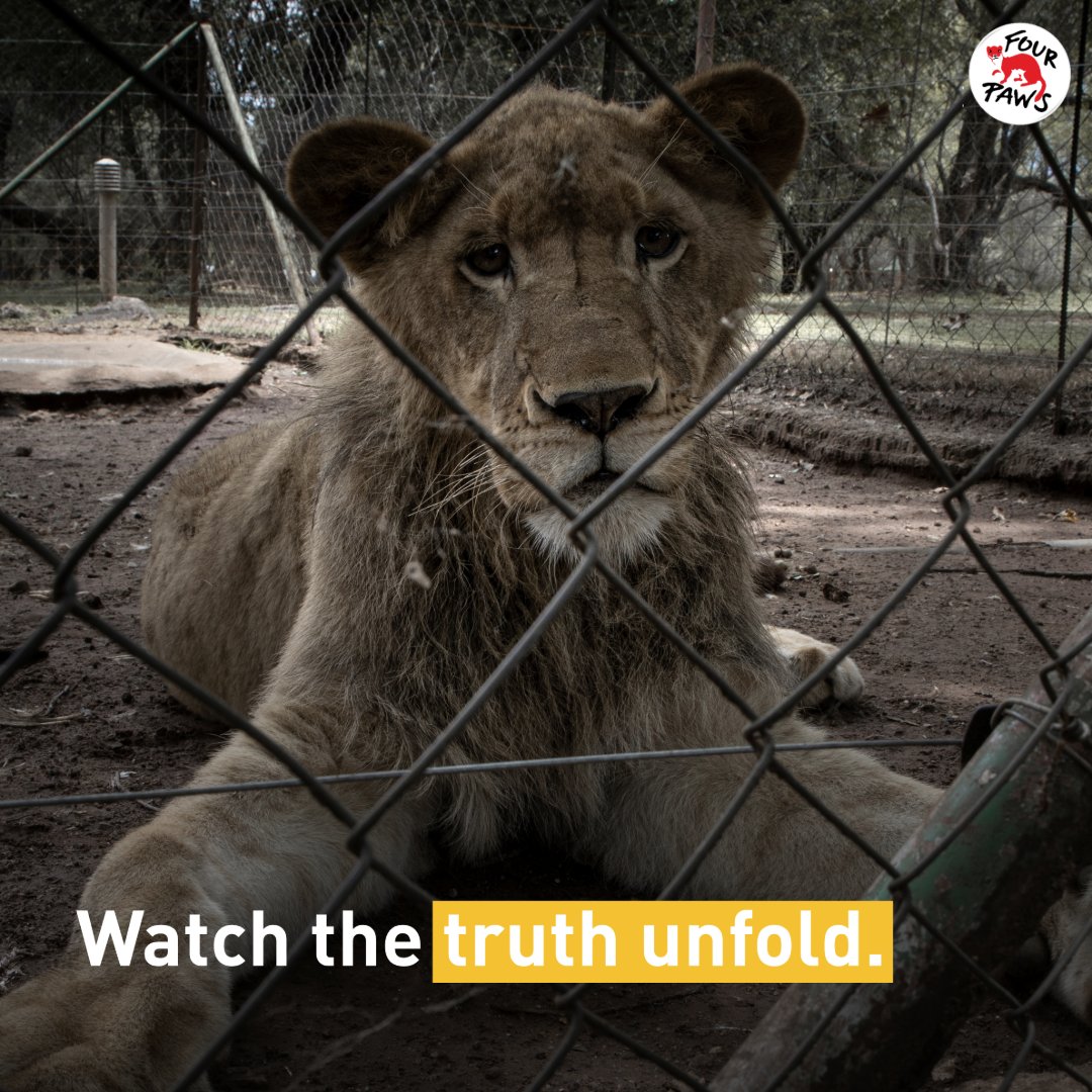 FOUR PAWS Australia tweet media