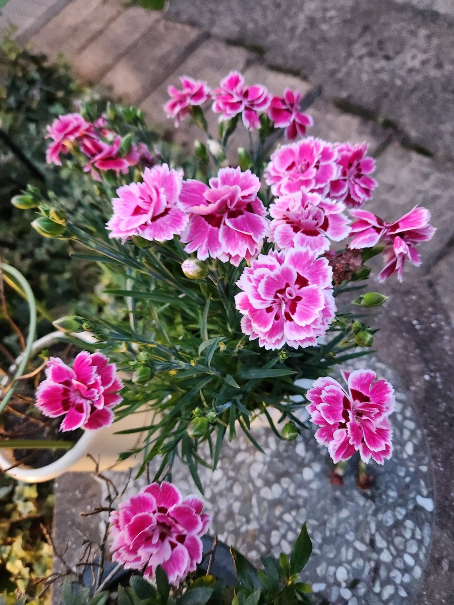MisatoFalconry's tweet photo. 春の花は可愛い💠 https://t.co/5A97gQPAfK