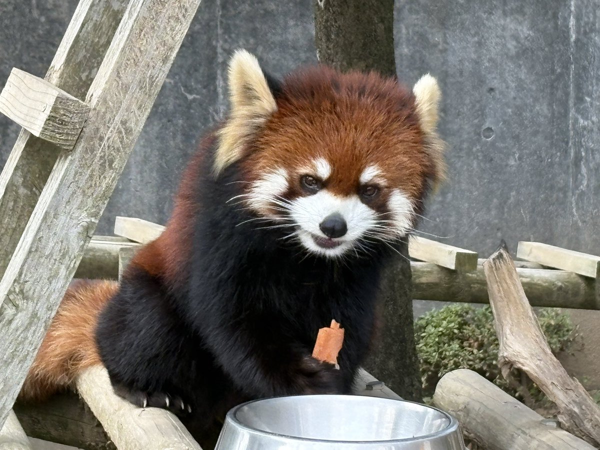 鯖江市西山動物園 tweet media