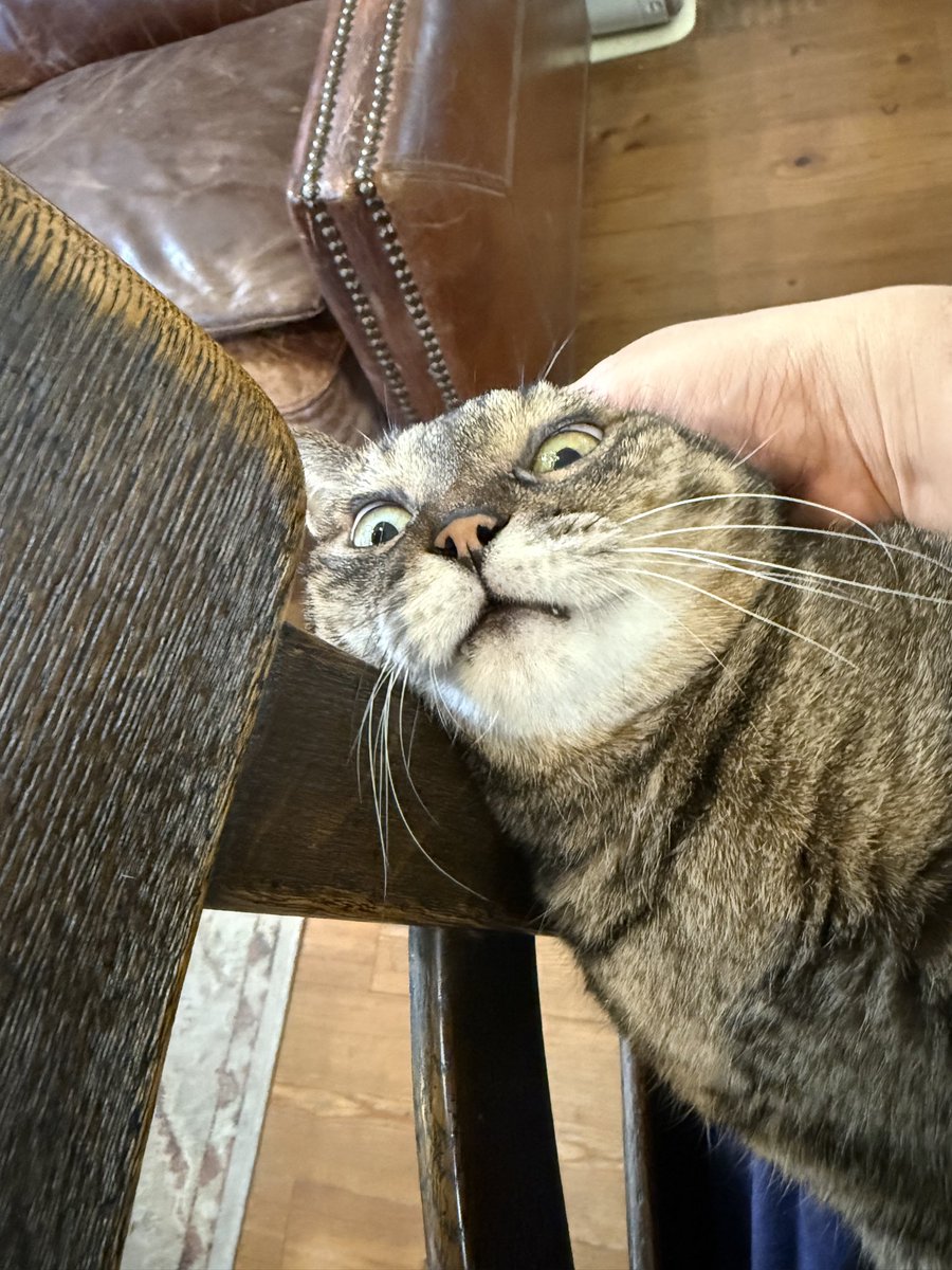 ✐☡とんびこ闘技場 tweet media