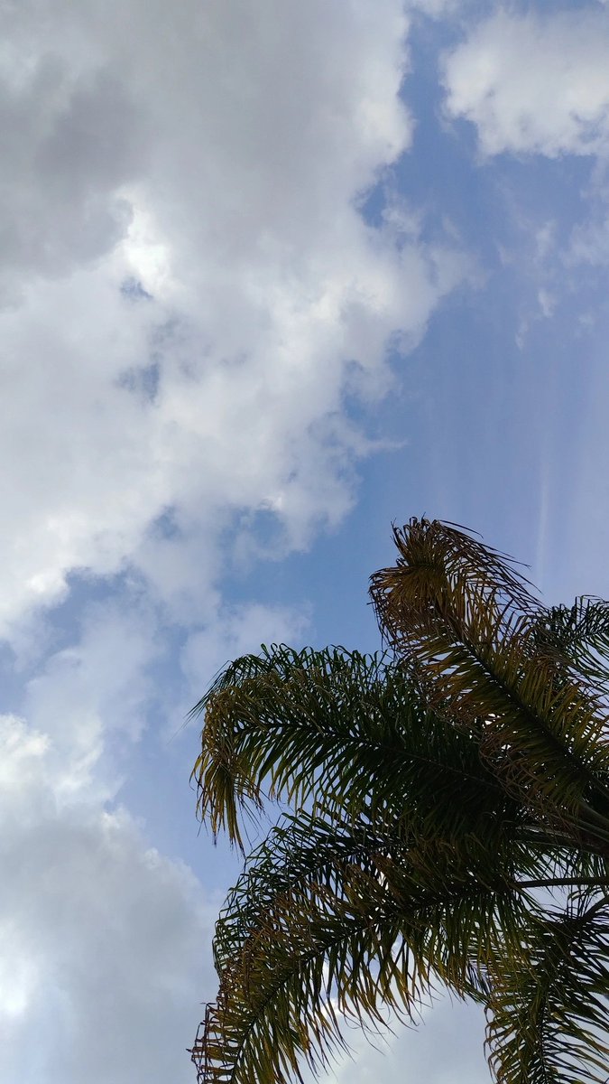 esLemuS's tweet photo. 🌴💚 https://t.co/orOUyP1RCI