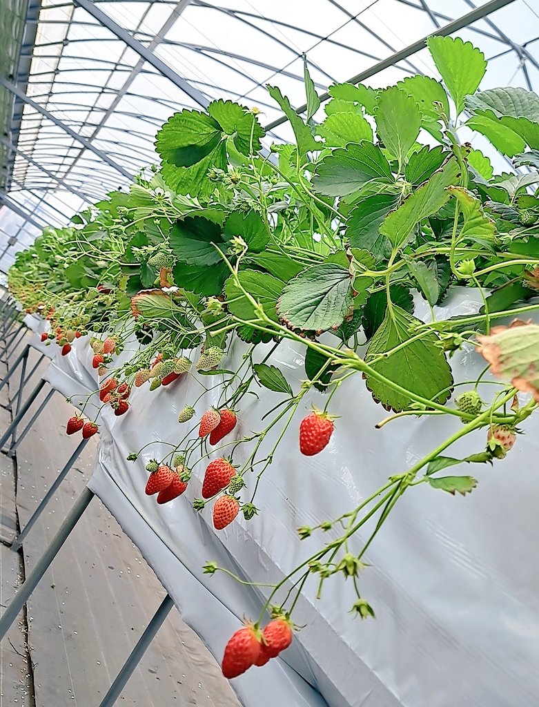 MiRay_TAO tweet media