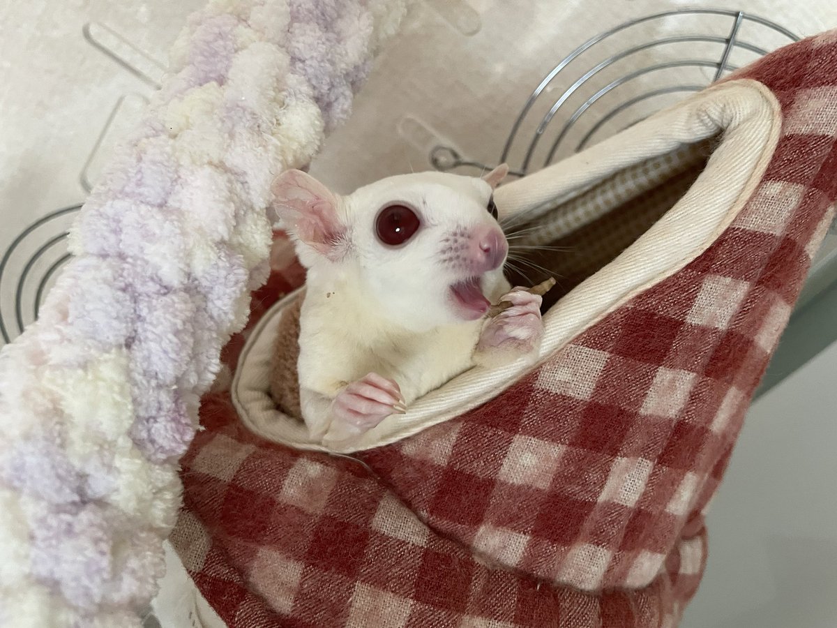 えも@16匹のはむちゃんず🐹 tweet media