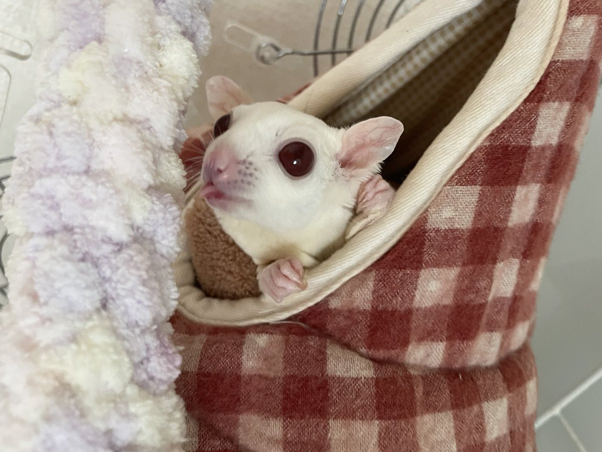 えも@16匹のはむちゃんず🐹 tweet media