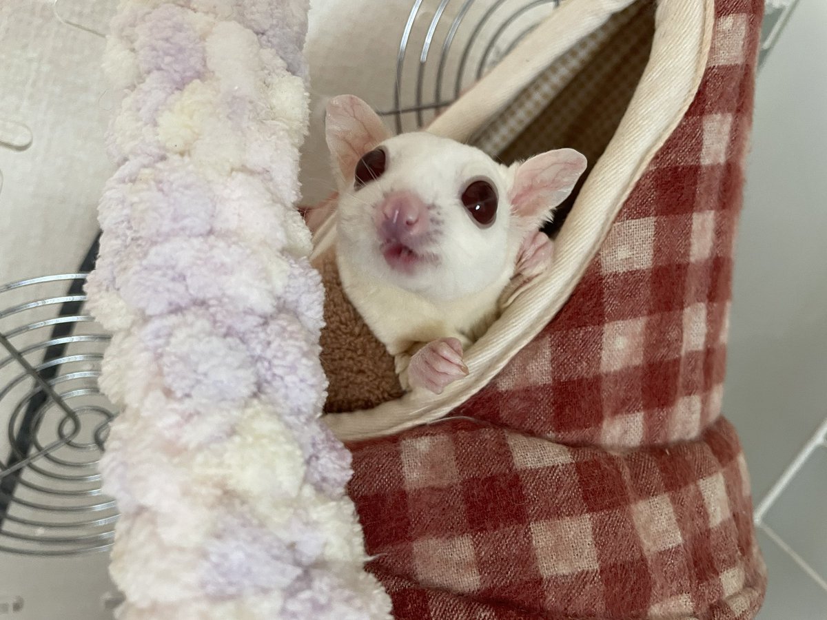 えも@16匹のはむちゃんず🐹 tweet media