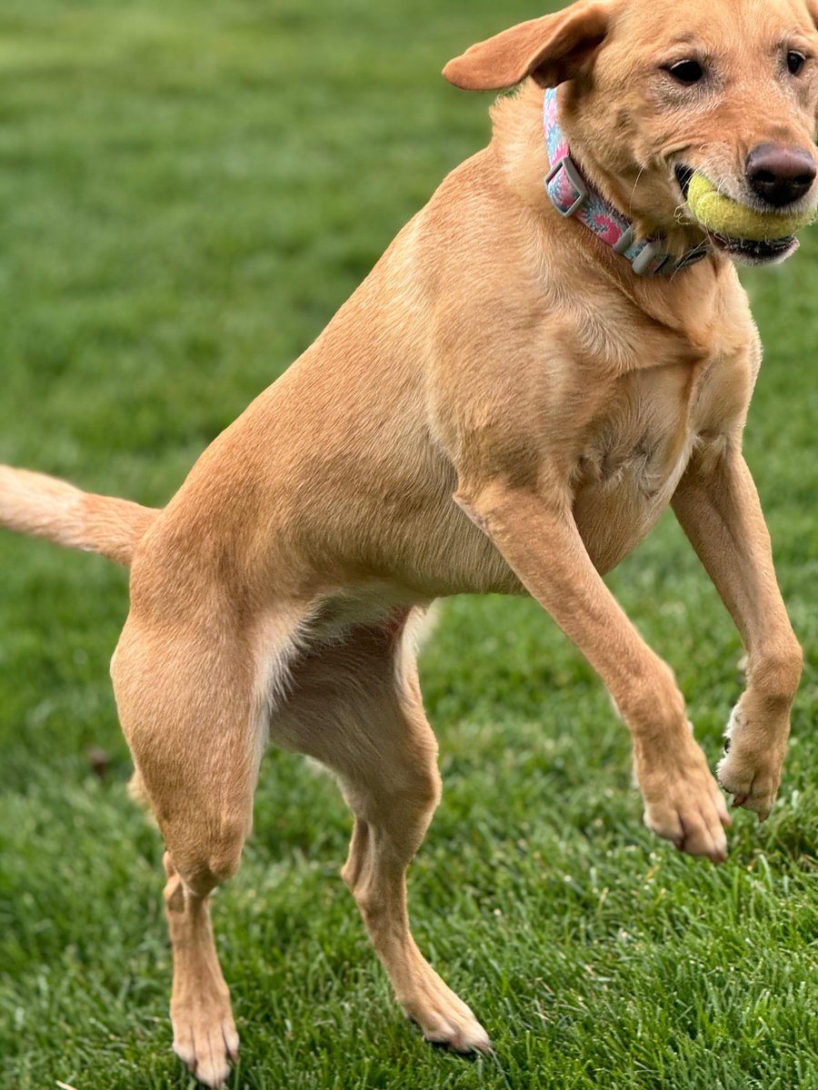 BeckyGresch's tweet image. Most dog food is ultra-processed and full of fillers.
We didn’t think much about it… until we saw the difference fresh food makes: better energy, healthier coat, happier dog.
Try it for 80% off: tfd.partners/thewaggintrail…
#doghealth #tfdpartner