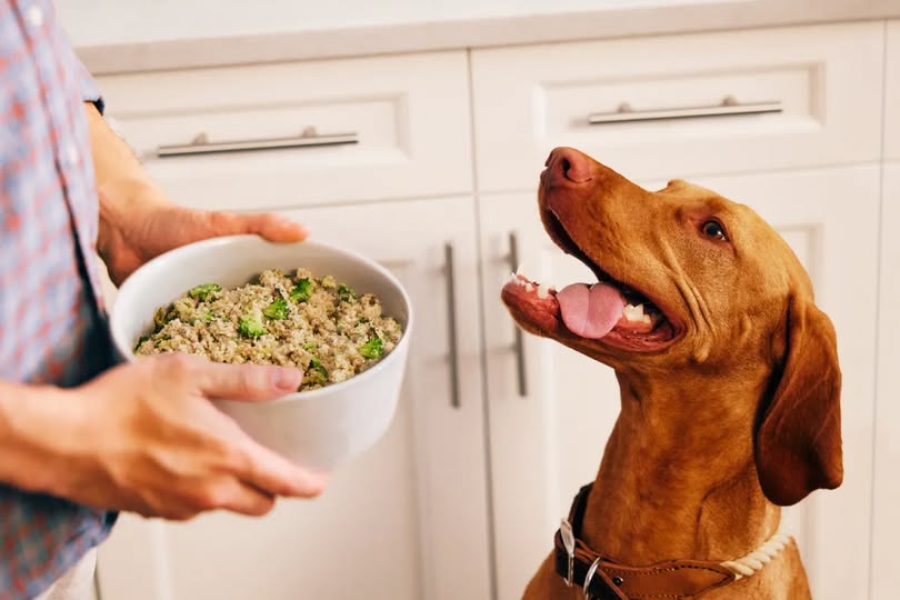 BeckyGresch's tweet image. Hot take: Feeding your dog cheap kibble every day is like feeding fast food for every meal. We can do better. Fresh food → noticeable difference.
80% off here: tfd.partners/thewaggintrail…
#dogcare #tfdpartner