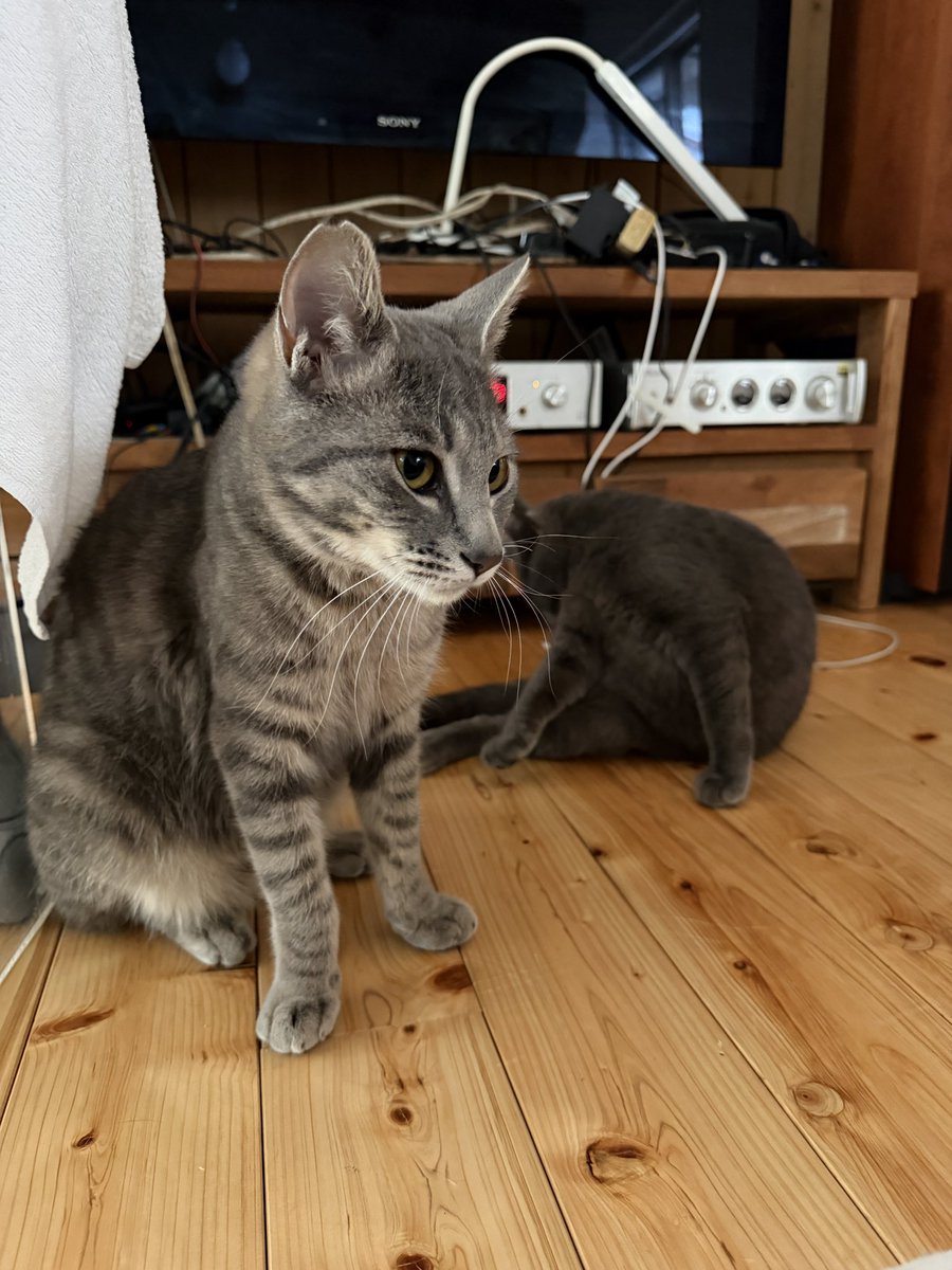 yo_hey_ito tweet media