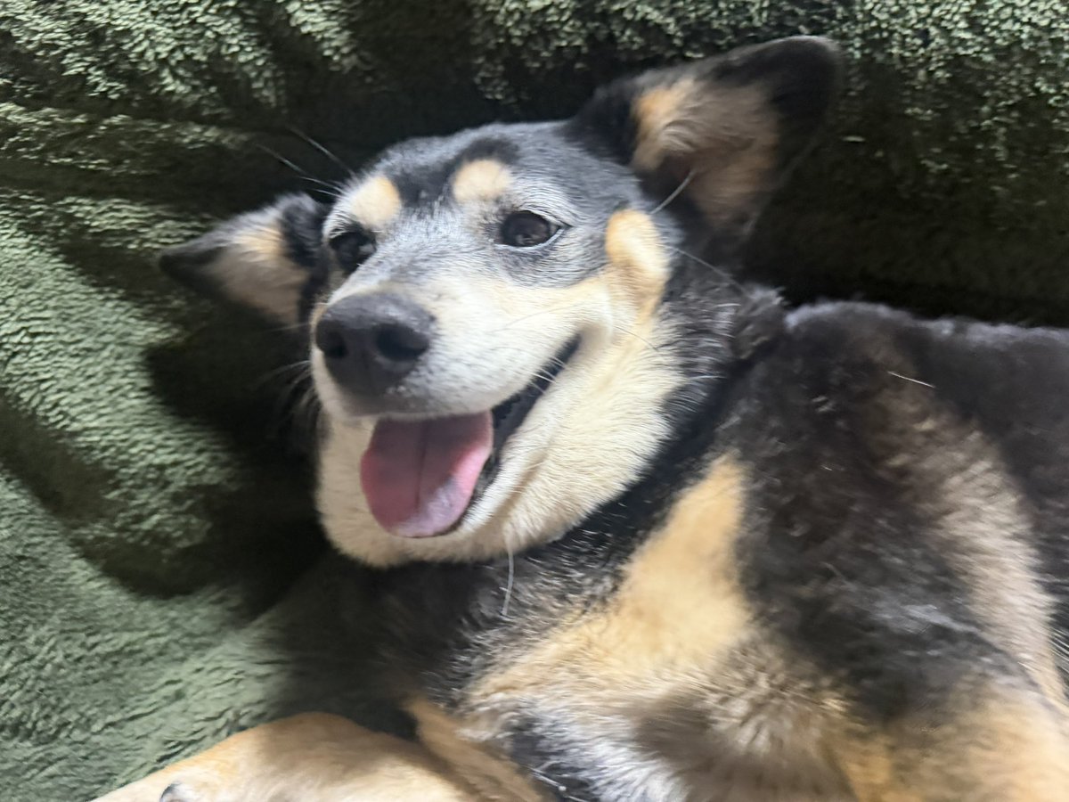 タカ（🐶キュー姫ピー殿🐈）（1日片道最長運転距離1335キロ）（栃木県真岡市から福岡県みやま市） tweet media