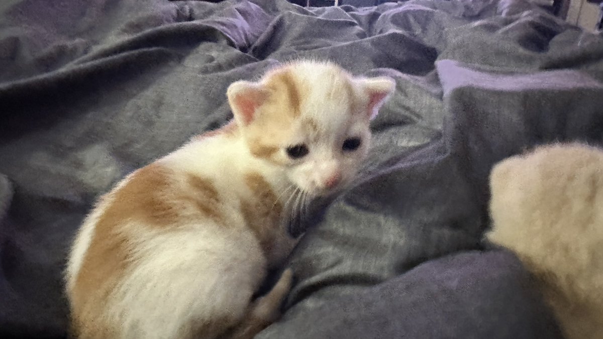 Brian Hayes tweet media