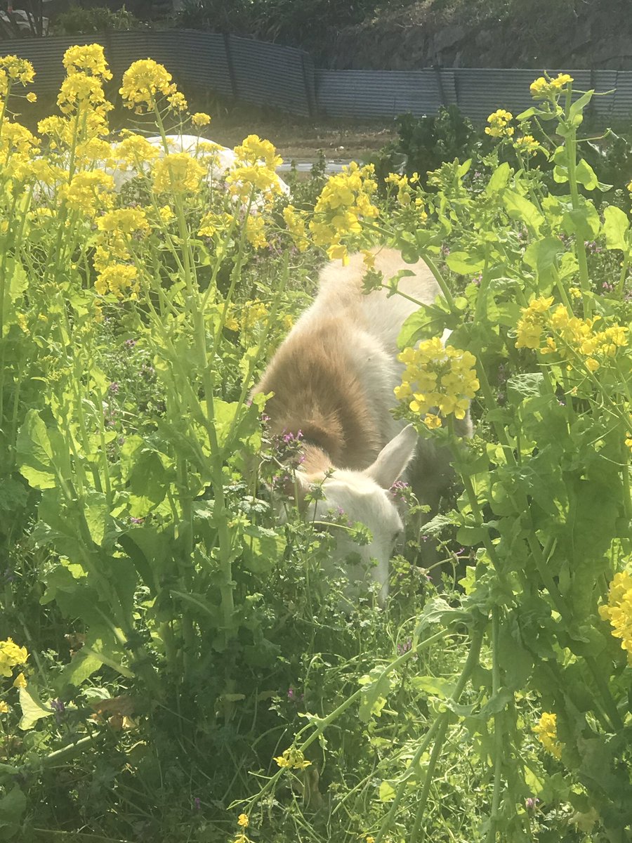 がんちゃん tweet media