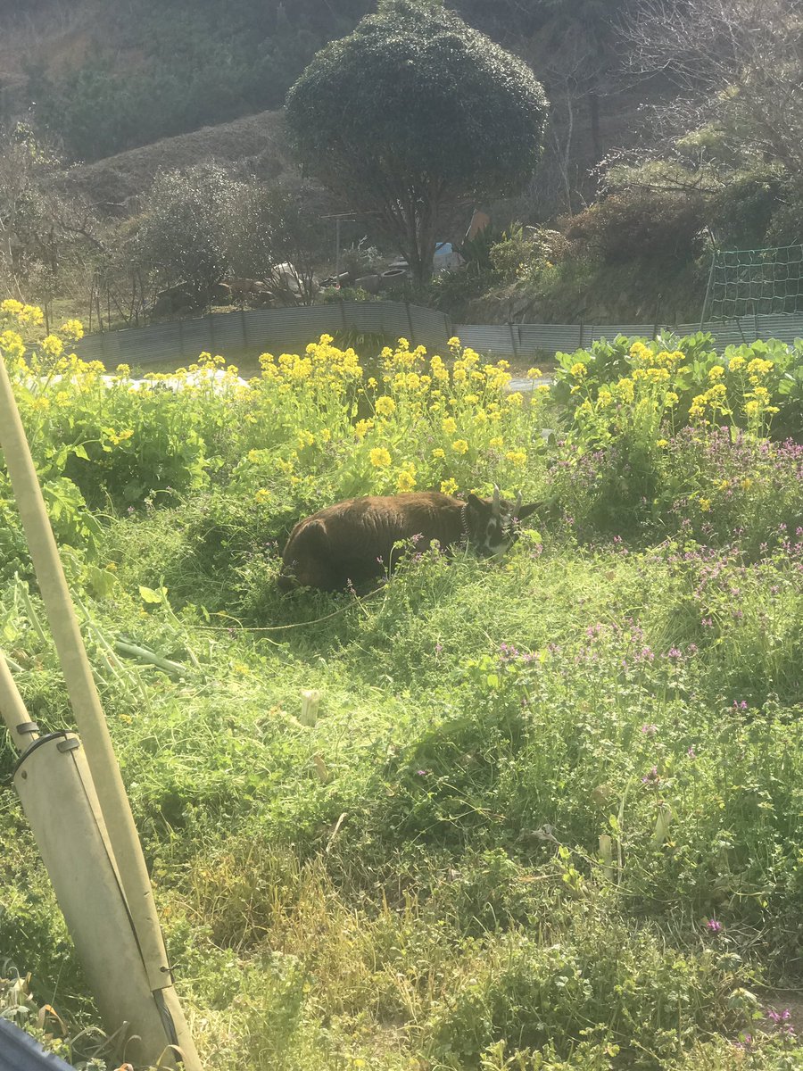 がんちゃん tweet media