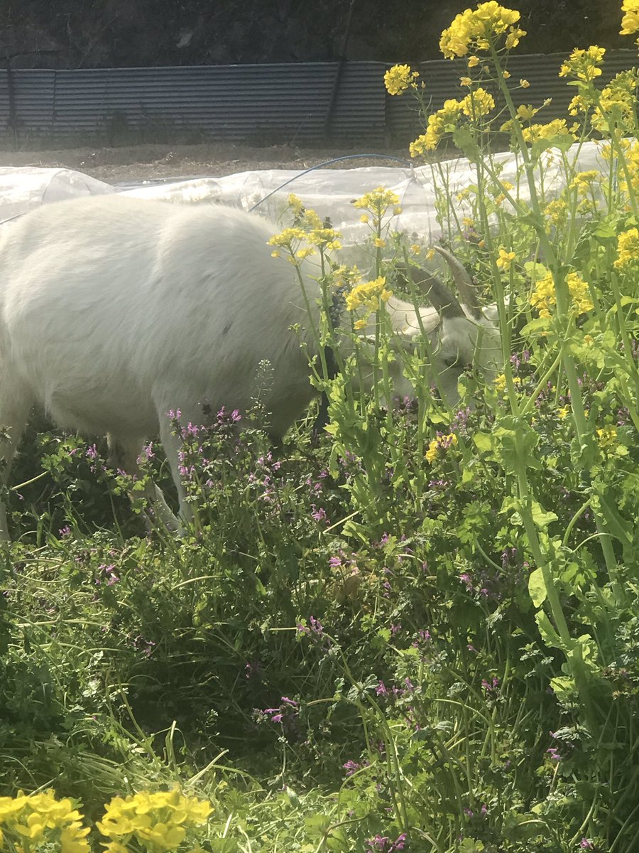 がんちゃん tweet media