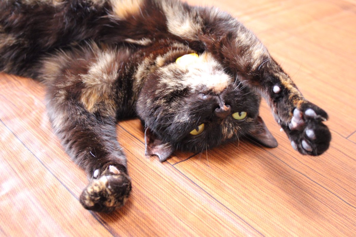 ウリエル里親募集 tweet media