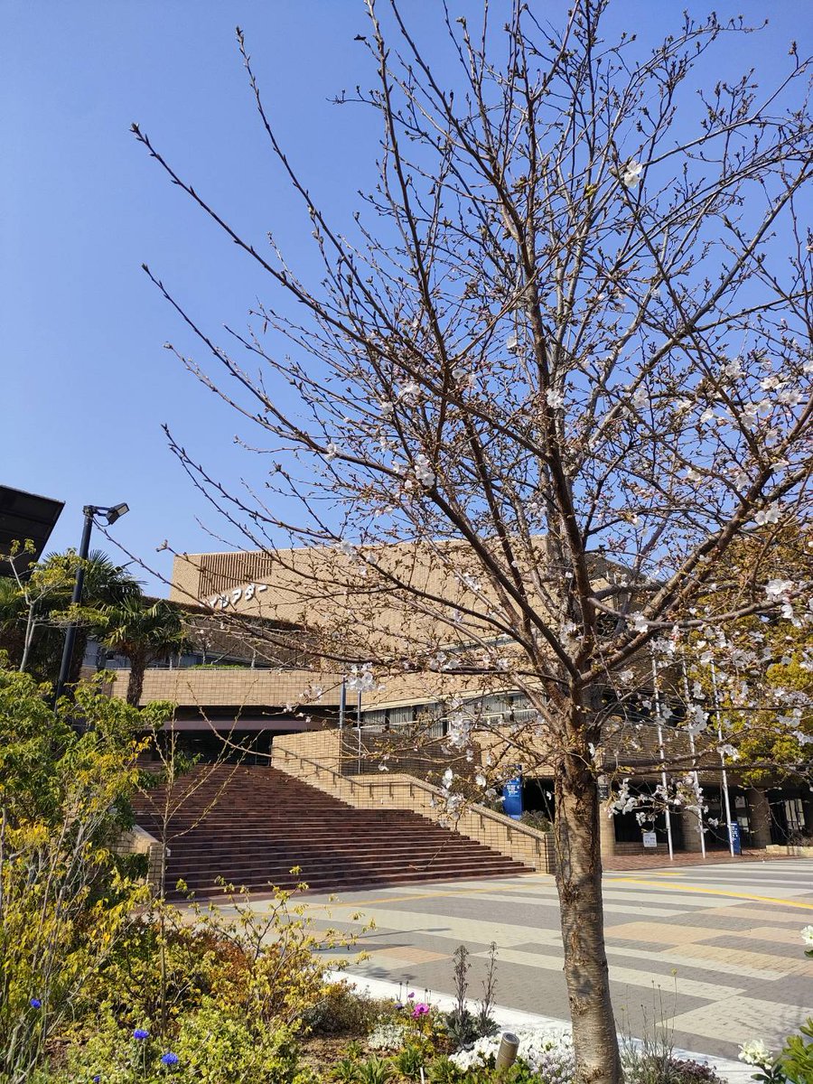 メイシアター tweet media