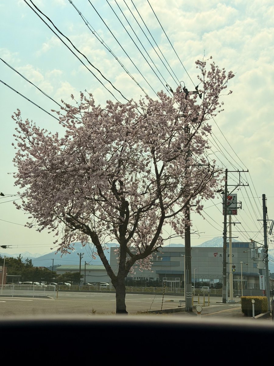 としこさん tweet media