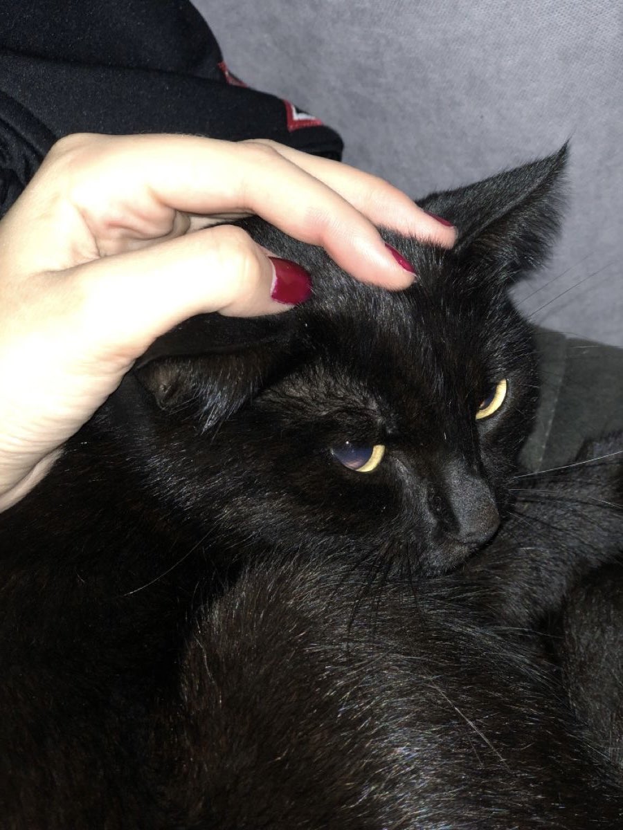 naky as cats 🐈‍⬛ tweet media