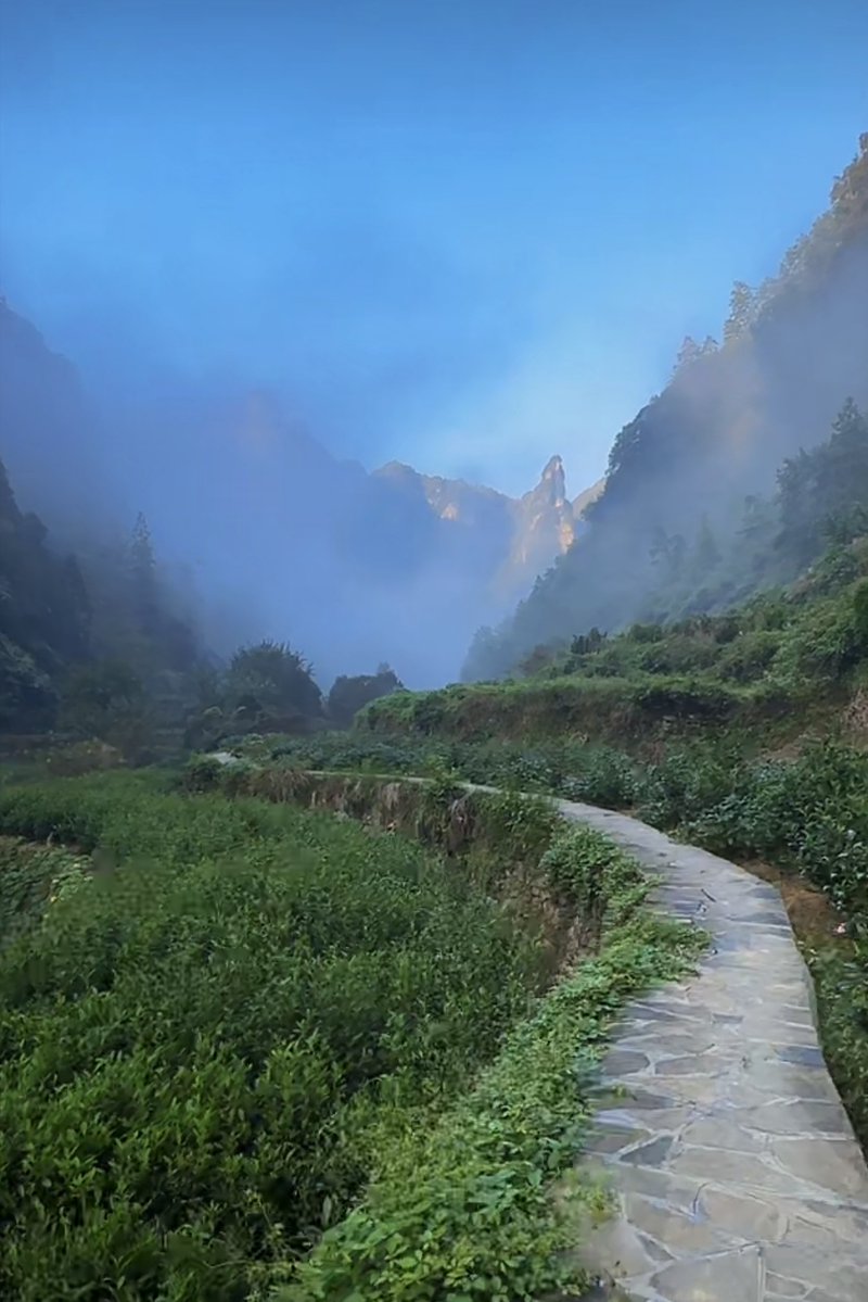 David Pechatscheck tweet media