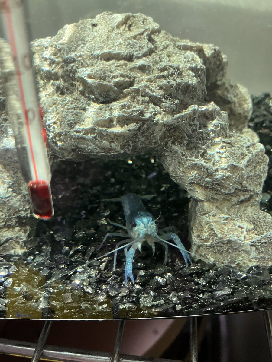 黒焦げ tweet media