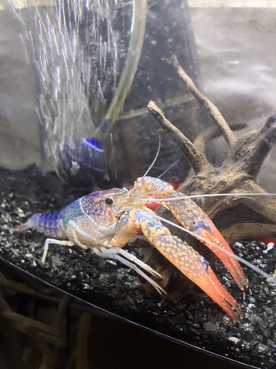 黒焦げ tweet media