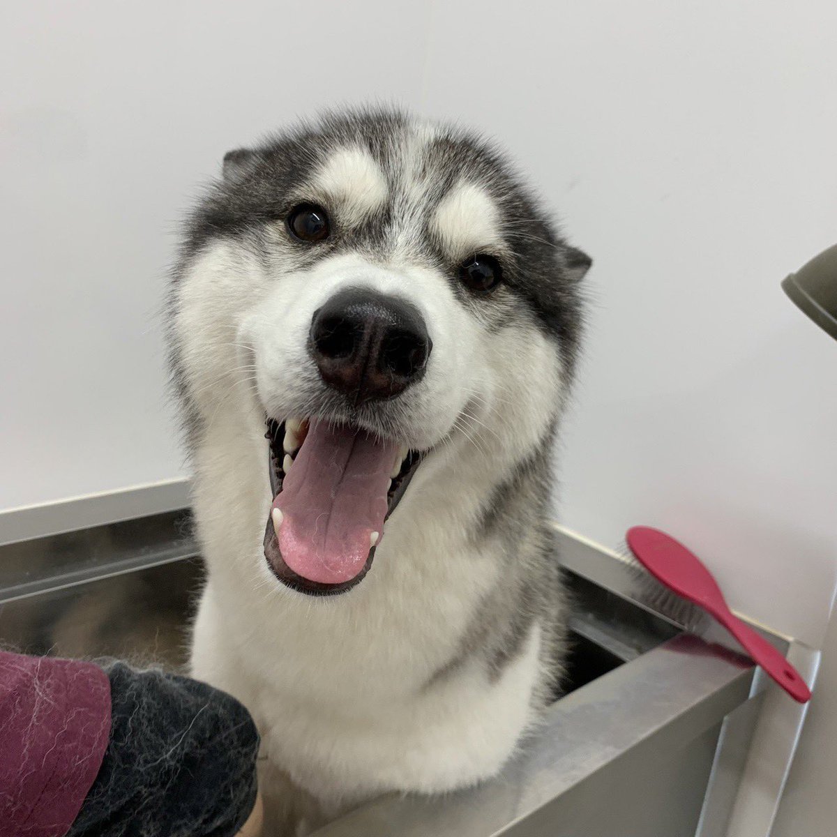 ジュノ⭐︎足長ハスキー🐺 tweet media