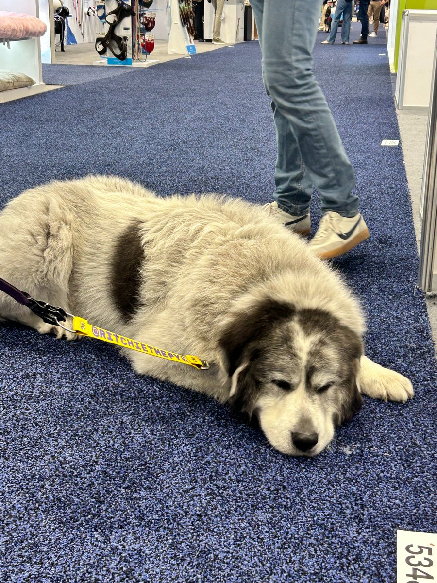 newtopsns's tweet image. Our 3-day journey at #GlobalPetExpo has officially come to an end 👋We connected with many industry peers and partners, and we are deeply grateful for your trust and support 😽Next stop, we’re bringing the #NEWTOP experience to Germany! Stay tuned 💫
#PetIndustry #petproducts