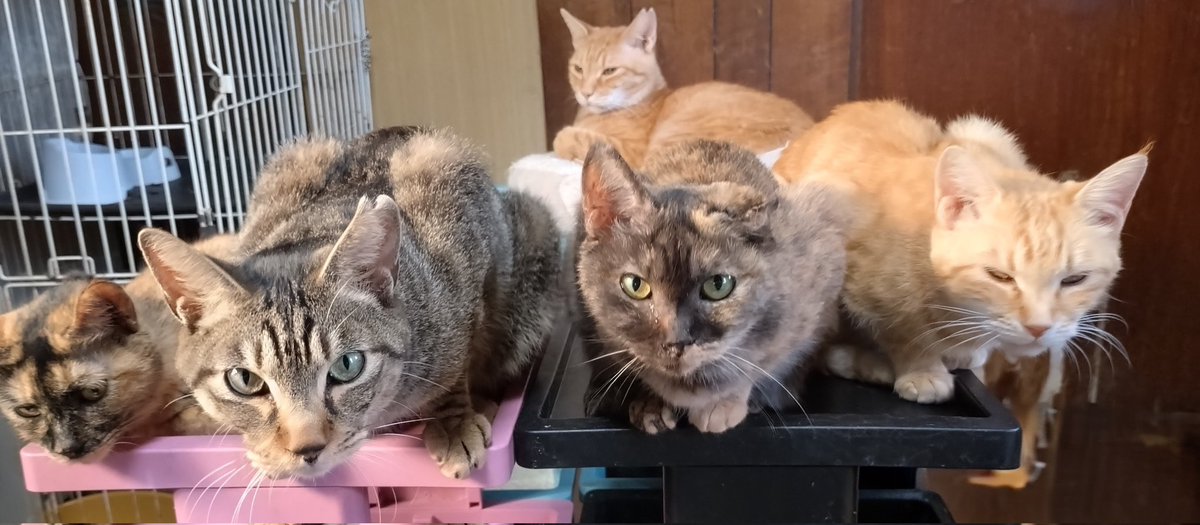 ゆーちゃん tweet media