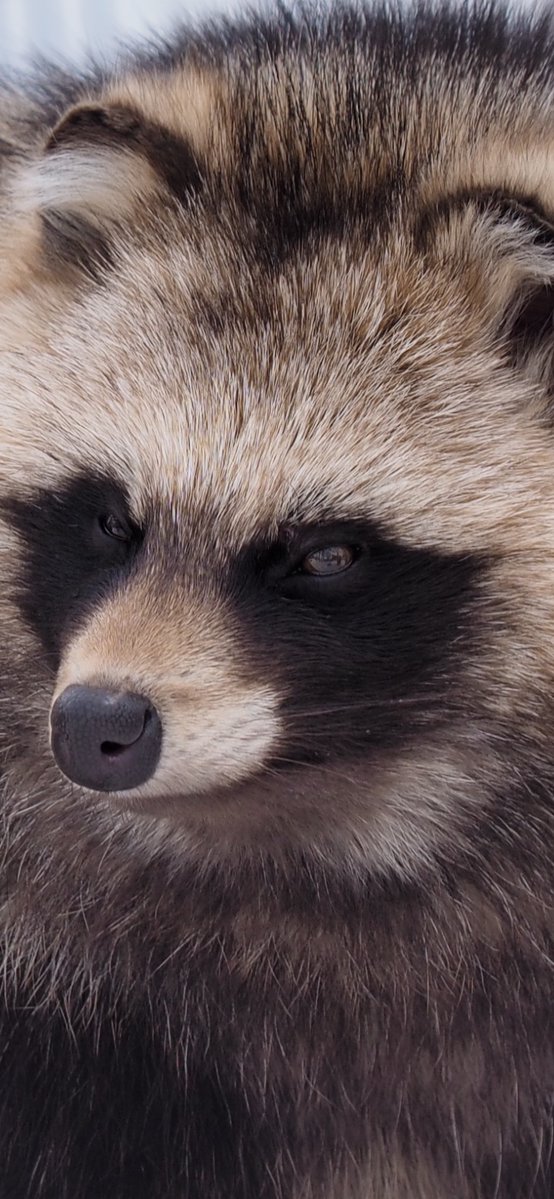 パピコ tweet media