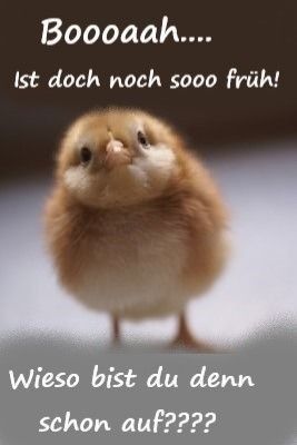 Schnattchen🐣 tweet media