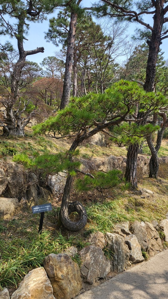 조조(상태: 냉이) tweet media