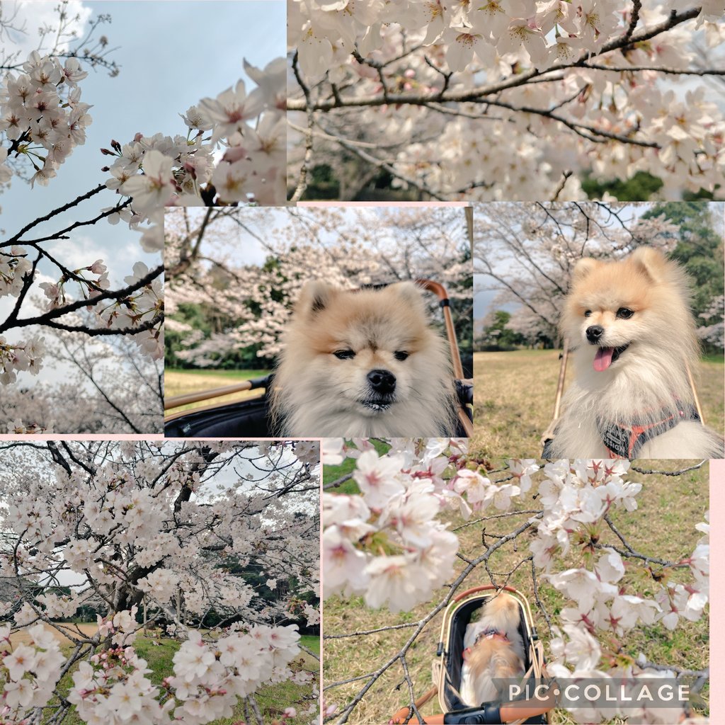 simple_chillife's tweet image. 2026春
茶々丸とお花見🌸

桜って貴重綺麗だなぁ✨
心を解いてくれる

リブート最終話ドキドキハラハラ
からの感動面白いドラマだった
Againがもう染みた

初耳学もエイトジャムもまだ見れてない〜

今日はCDTVライブライブ見なきゃだし

幸せな慌ただしさ🥰

＃Mr.Children
＃桜井さん
＃ミスチル犬部