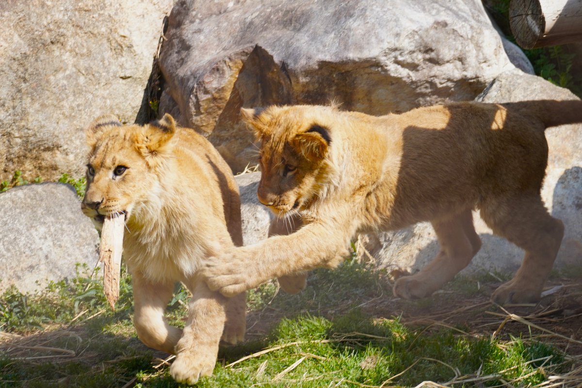 そらまめきなこ tweet media