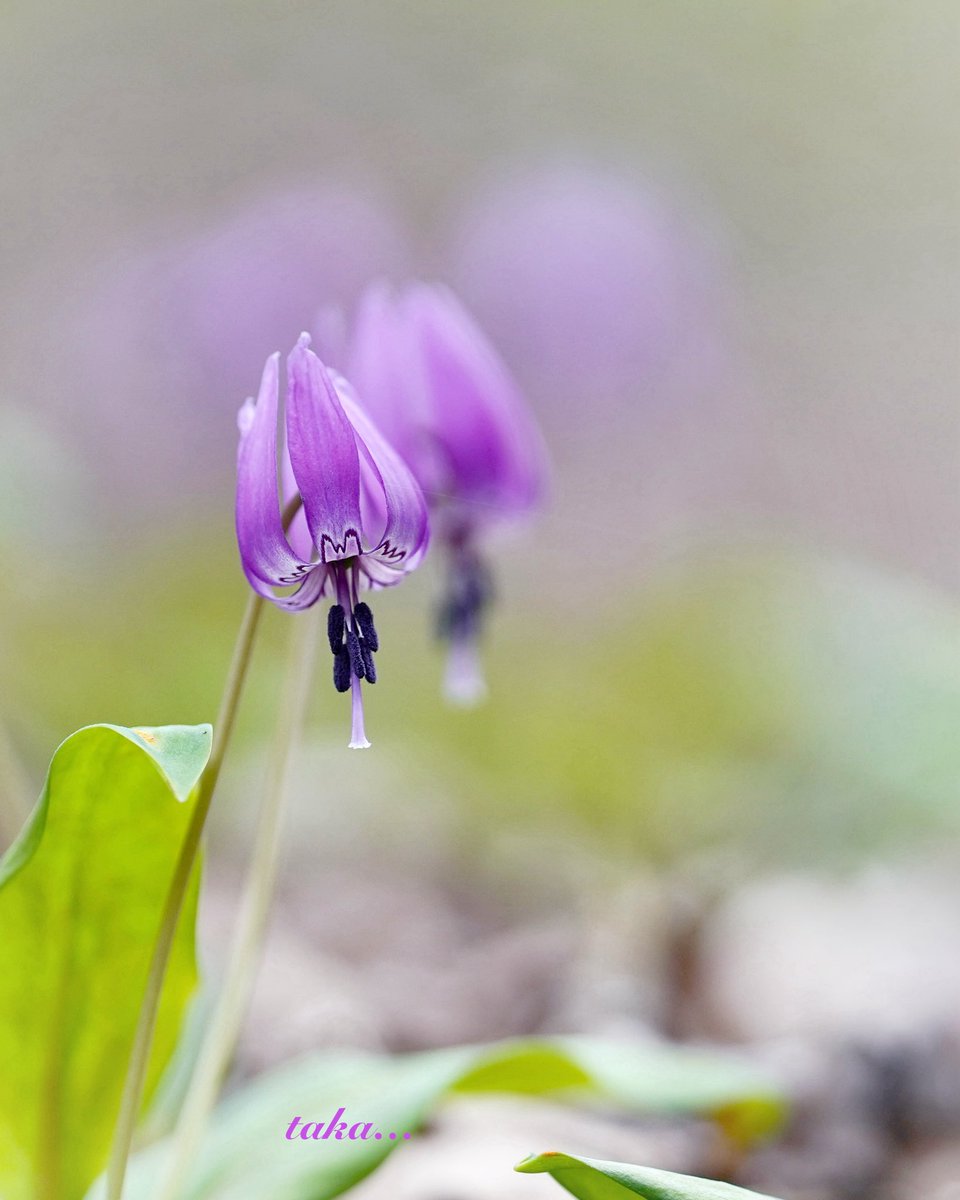 たかちゃん🦄@相互フォロー💛 tweet media