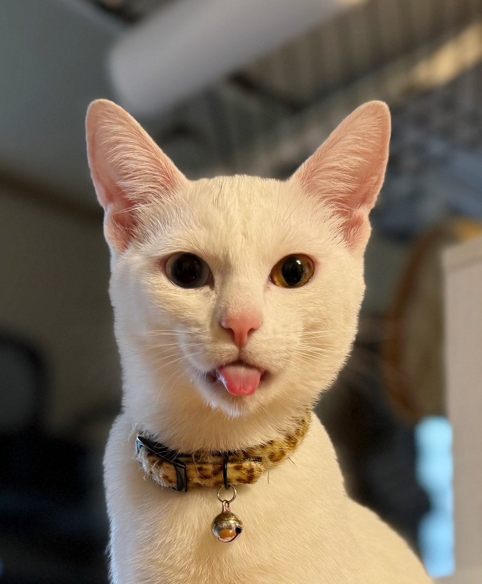 Kamui_310 tweet media