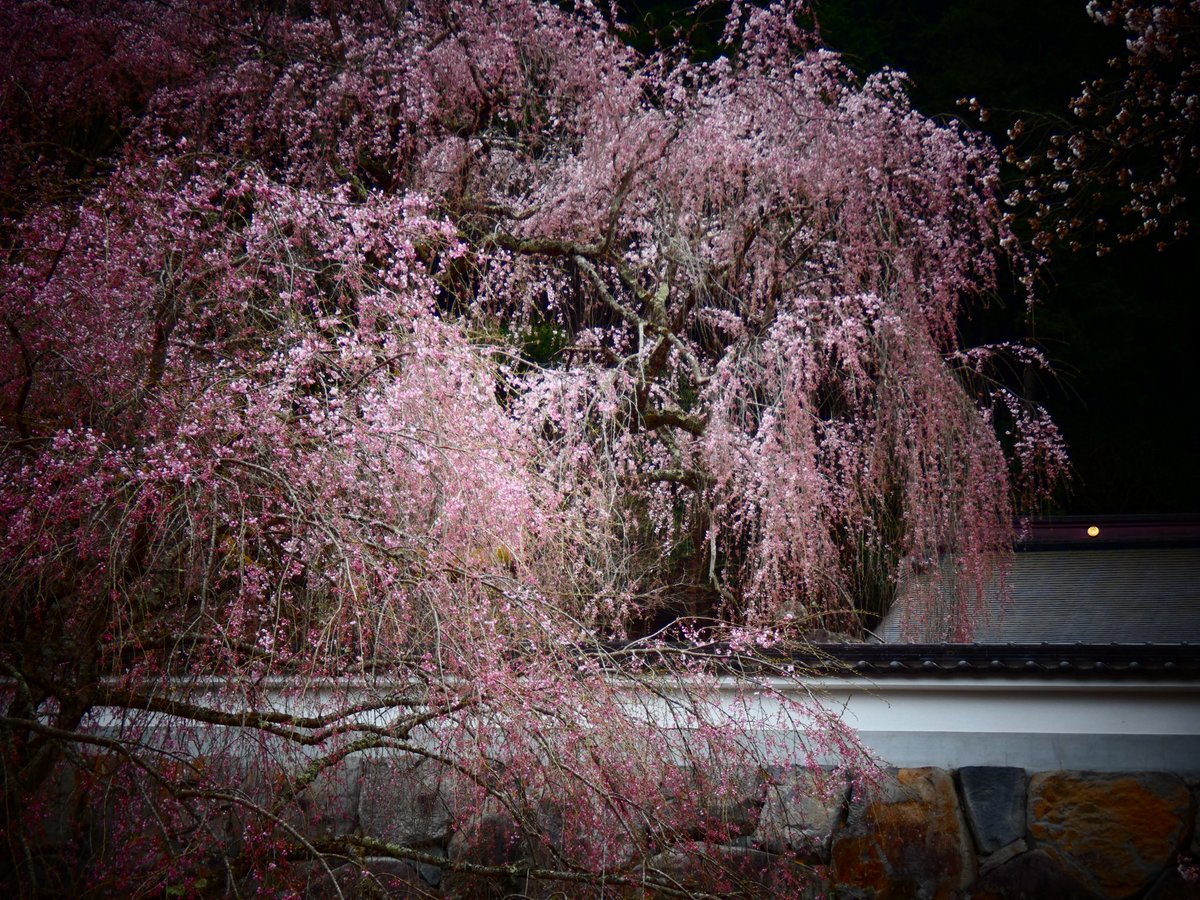 まちぼうけのまっちゃん(通知不具合ありお返し出来ません ごめんなさい🙏🙇) tweet media