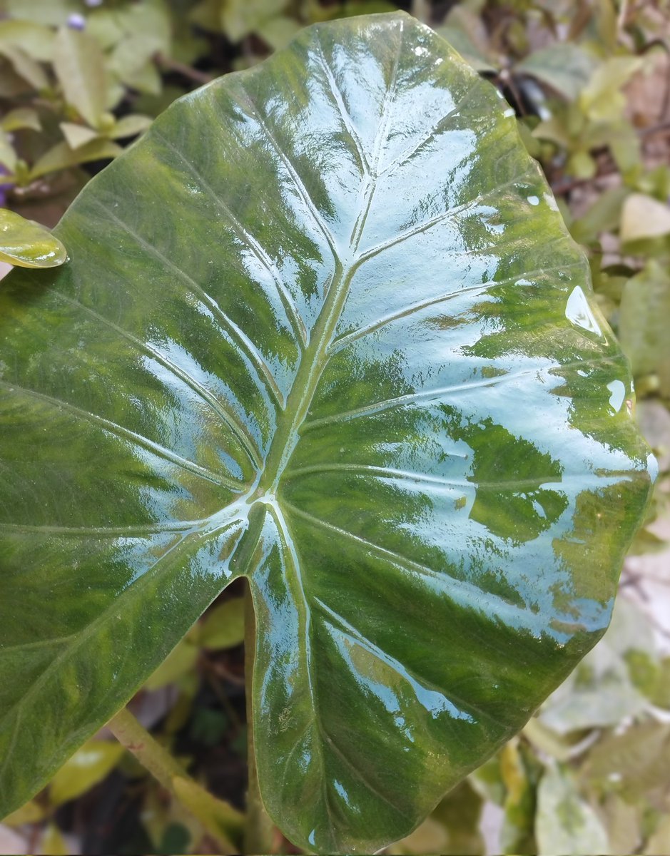 بذرة tweet media