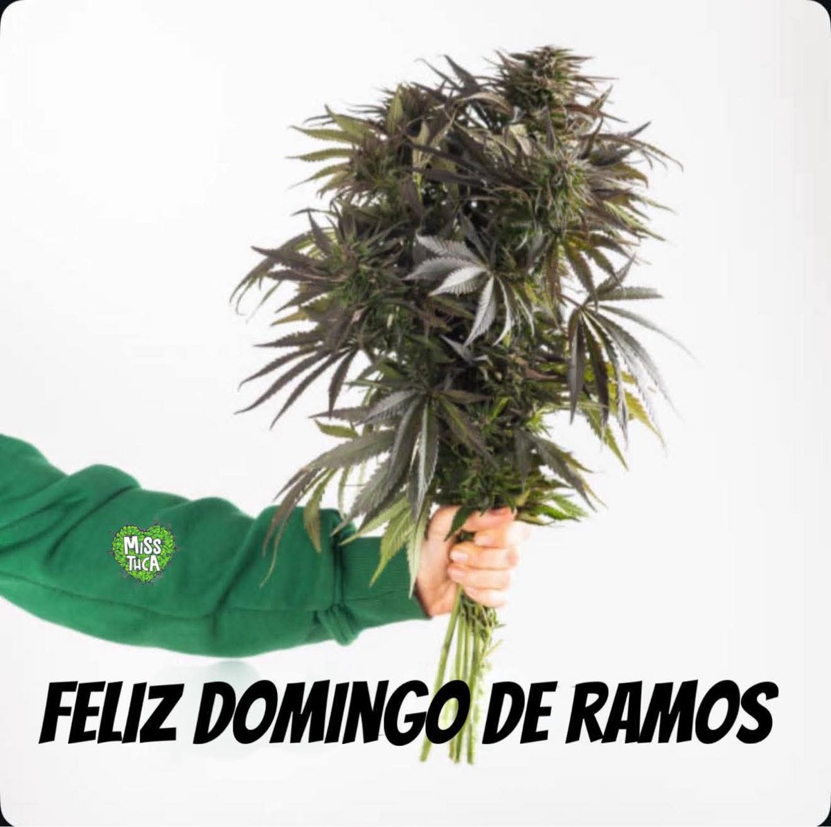 Weedmexique's tweet photo. #Weedlovers #Weedfriendly #420 #SmokeShop #Mexico #Cdmx #Lsd #Dispensary #Conecte #Flores #ajo #Acid #Pase #Coco #Perez #Peri #Blanca #Magic #Cuadernos #Eme #Mundial #Ramas #Ramos #Honey #Cuadros #Pluma #Wax #Vape #Tachuelas #Candy #Hoffman #Drugs #Zaza #Marijuana #Edibles #Grifo https://t.co/LVhHx1ks5R