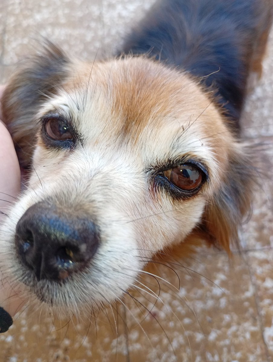 Mapusart_23 (Commissions open!) tweet media