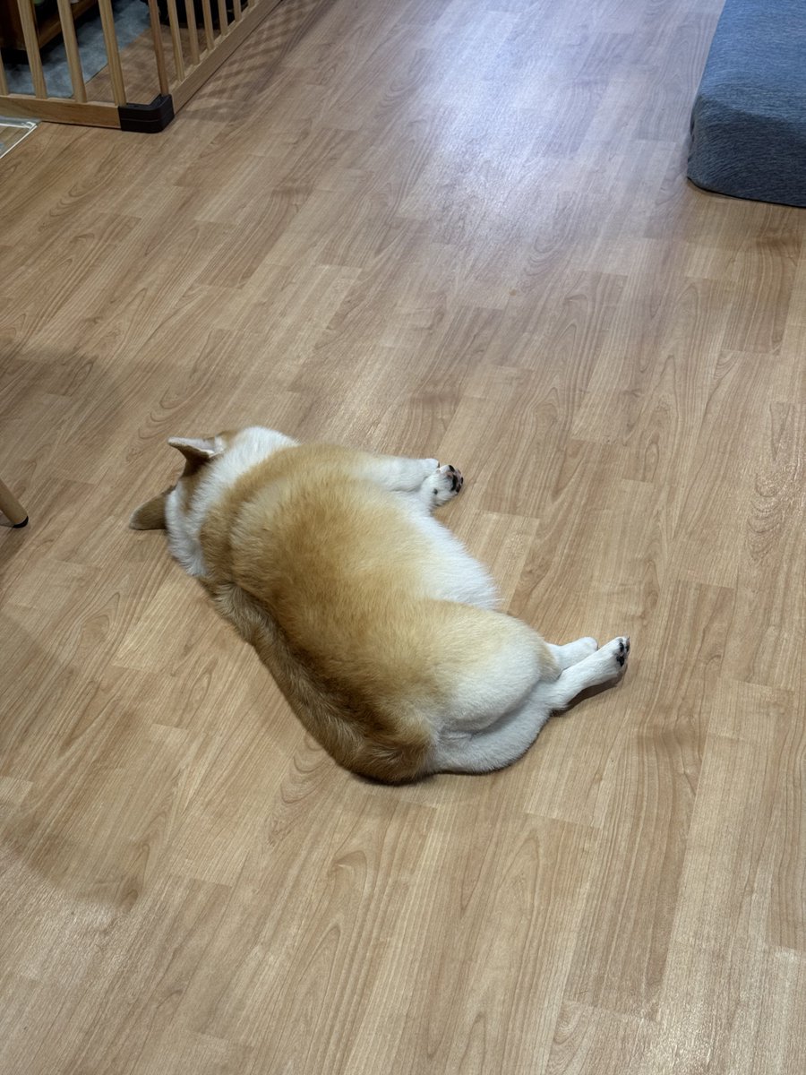 コーギーつむぎ🧂🍞 tweet media