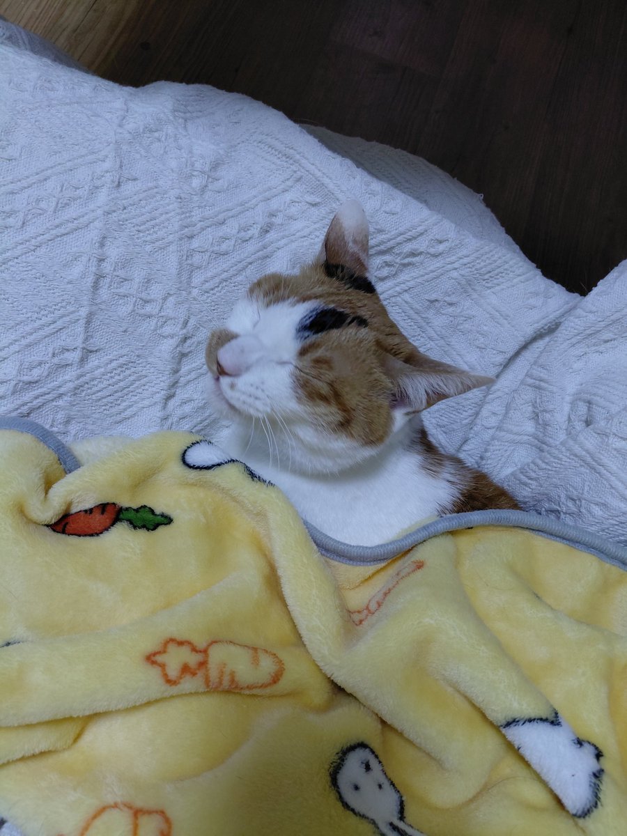 월월🐾 tweet media